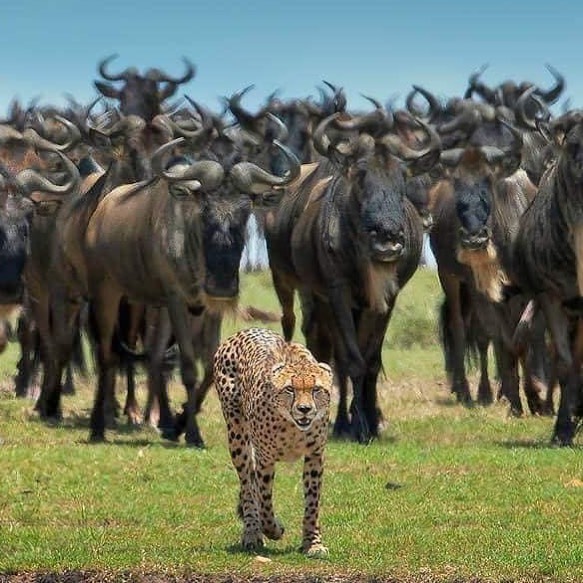 Tanzaniawildlifeadventures 20220306 0074