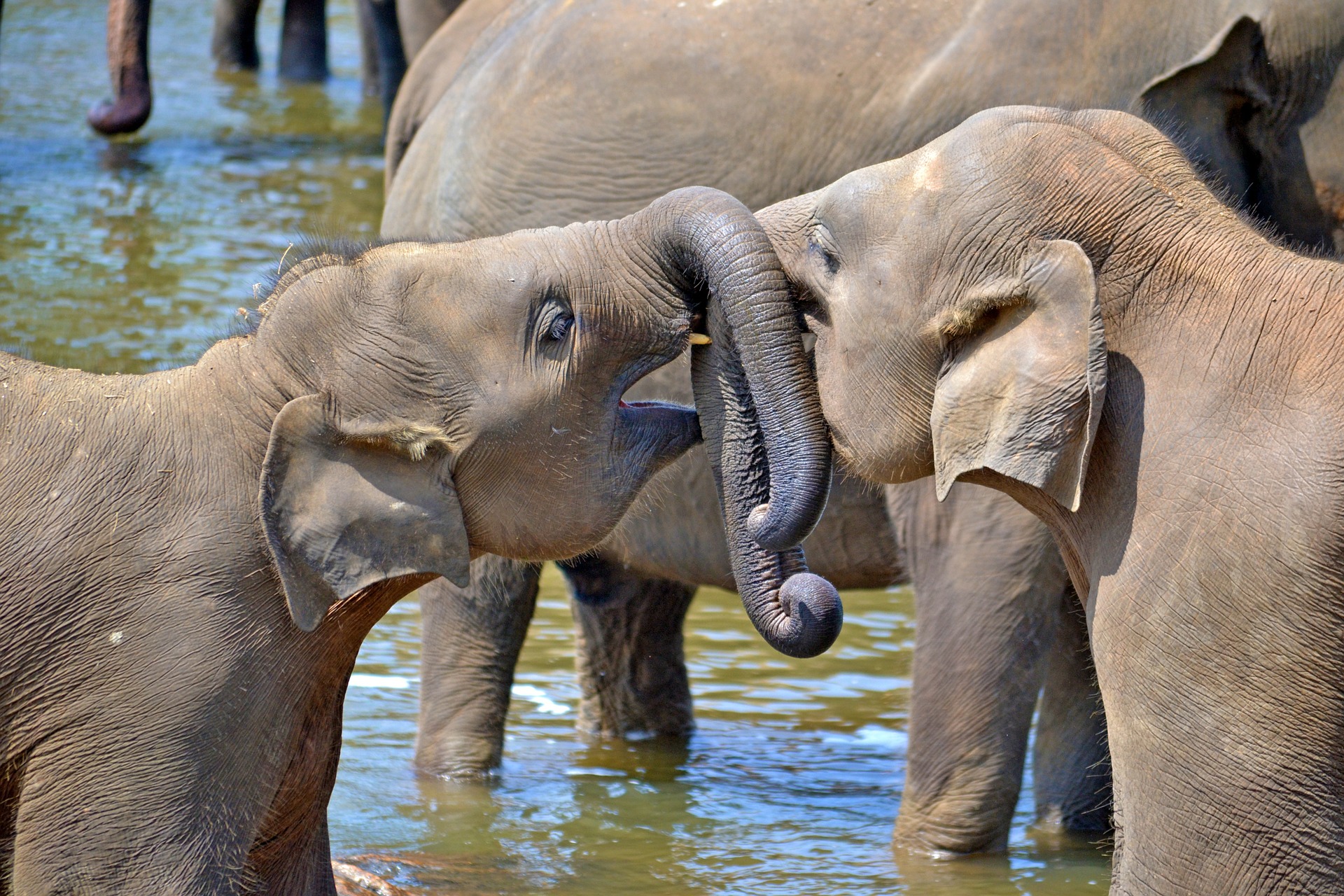 Young Elephants 264711 1920