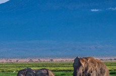 1-Day Safari To Amboseli National Park