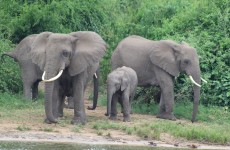 4-Day Gorilla and Wildlife Tour