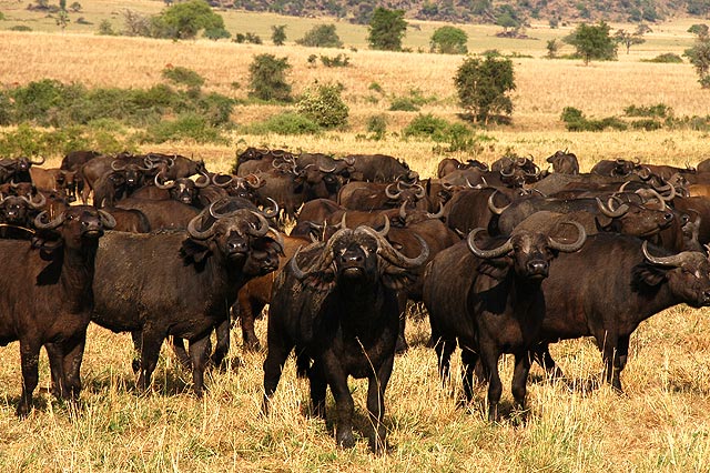 Kidepo Valley National Park 1