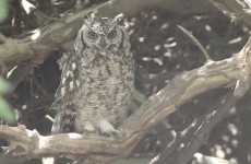 8-Day Southern Circuit Safari