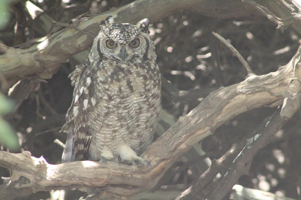 Owl.2