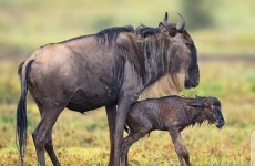 4-Day Serengeti Migration & Ngorongoro Crater Safari