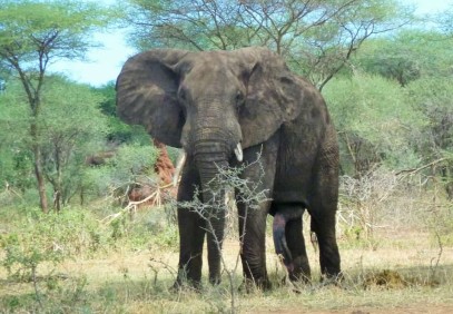 3-Day Big Five Tanzania Safari