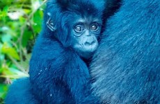 3-Day Amazing Gorilla Trekking Experience in Uganda