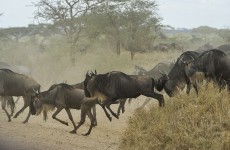10-Day Serengeti Wildebeest Migration Safari