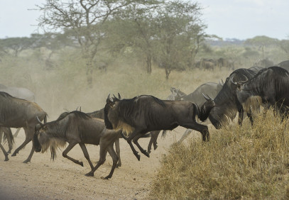 10-Day Serengeti Wildebeest Migration Safari