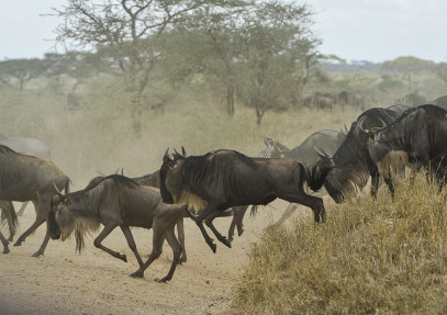 10-Day Serengeti Wildebeest Migration Safari