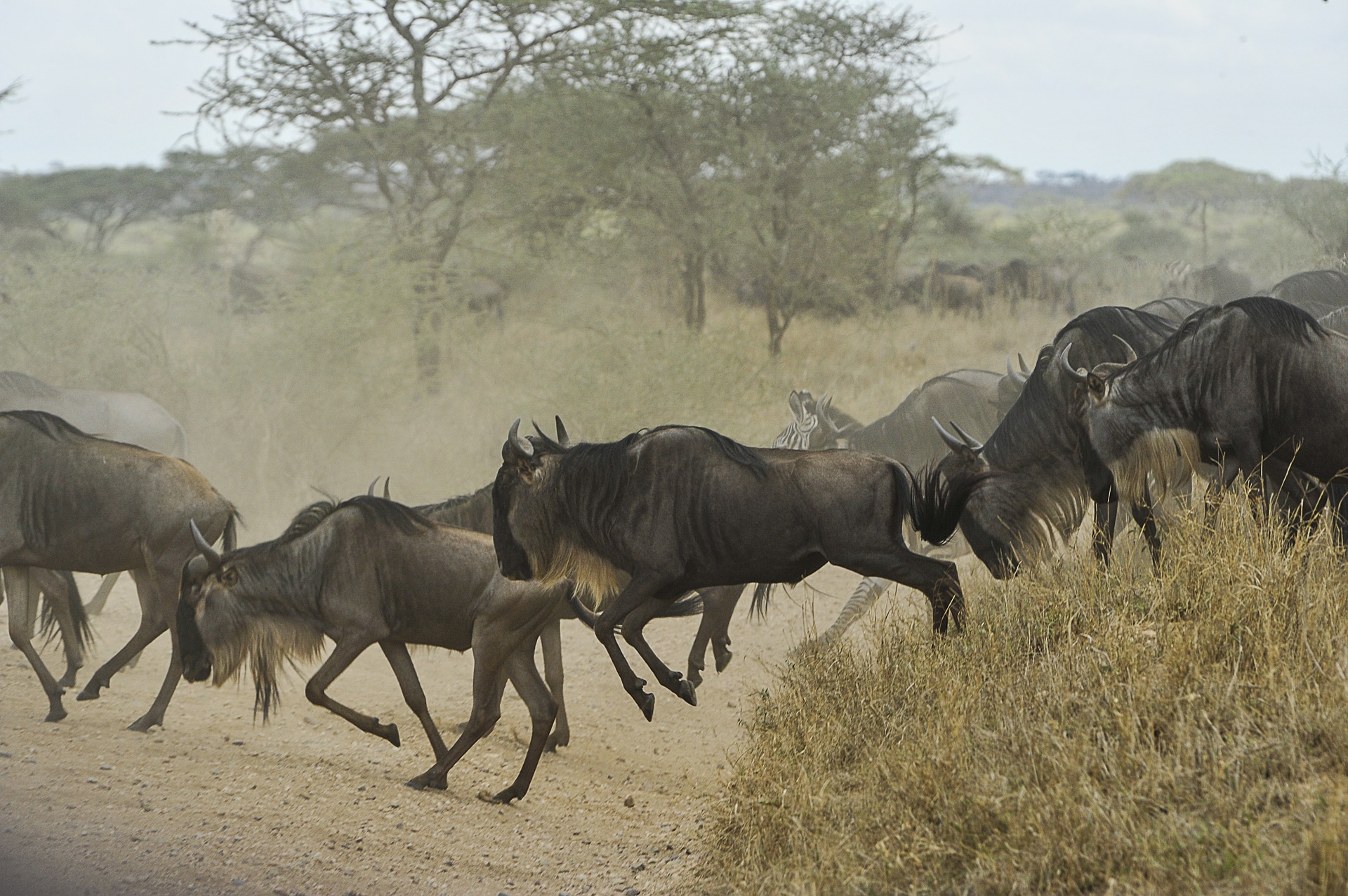 Wildebeests 805391 1920