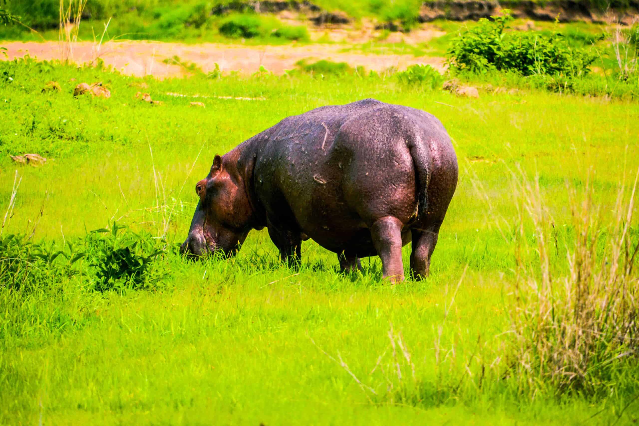 tragekaphus safari and tours