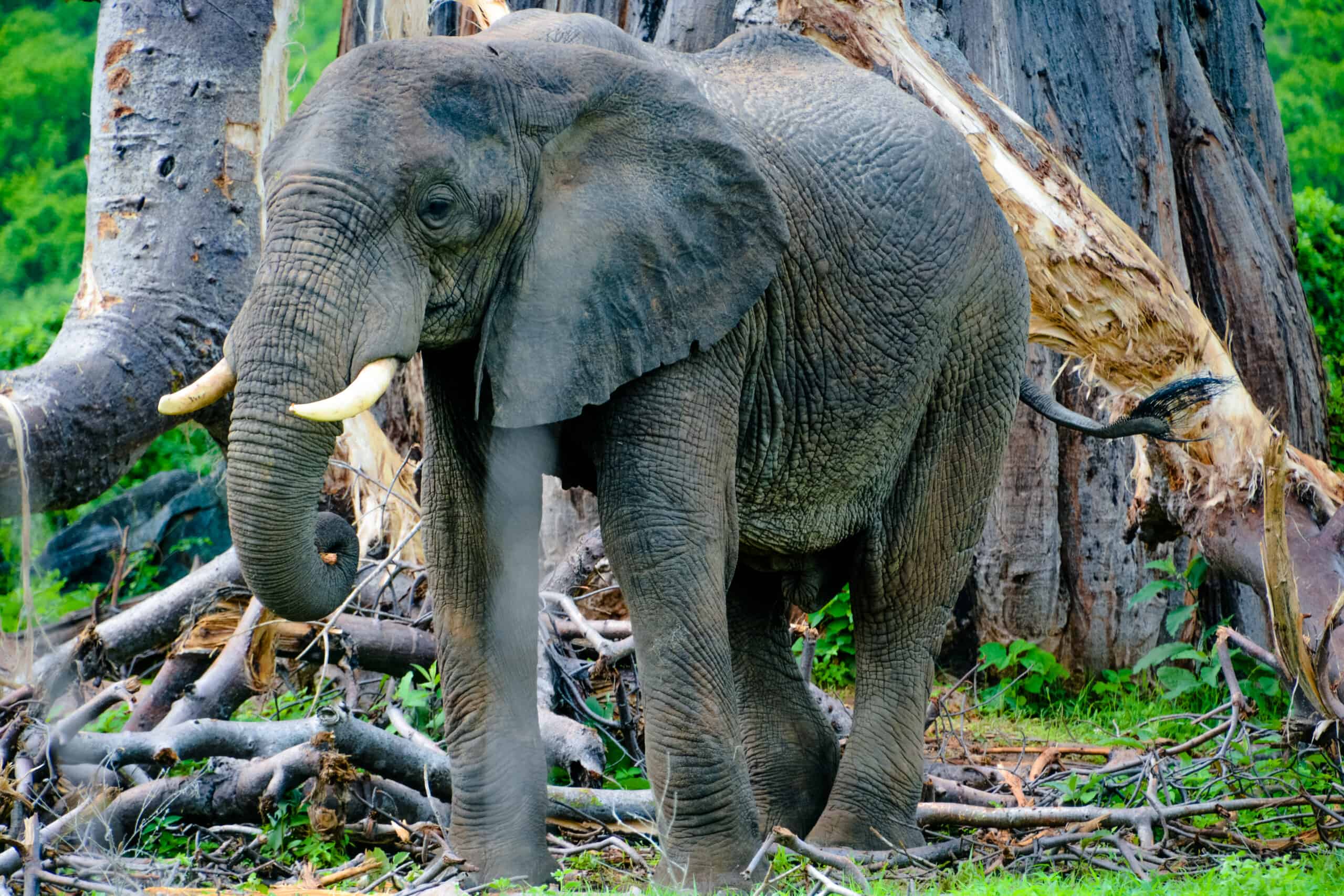 tragekaphus safari and tours