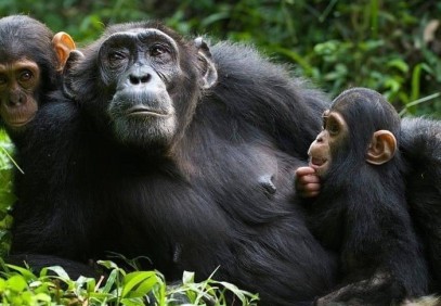 3-Day Budget Gorilla Safari Uganda