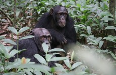 3-Day Kibale Chimpanzee Trek Safari
