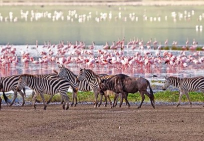 4-Days Lions and Elephants Home Safari