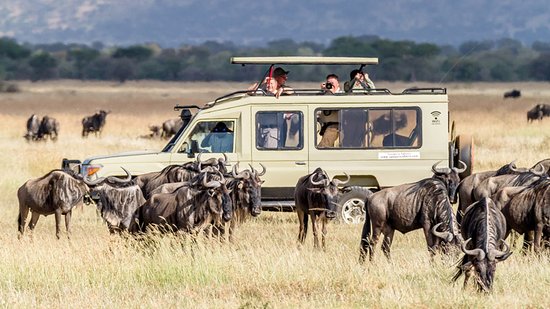 Serengeti National Park Tours