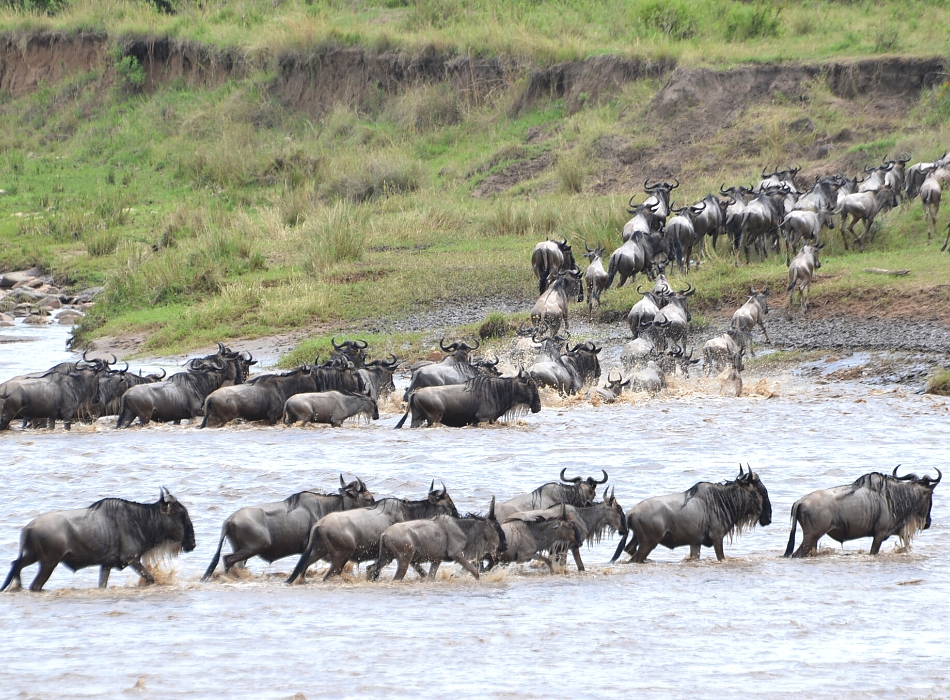 Serengeti Migration Of Wildebeests 950 700shar 50brig 20 C1