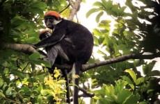 3-Day Gorilla Safari in Rwanda