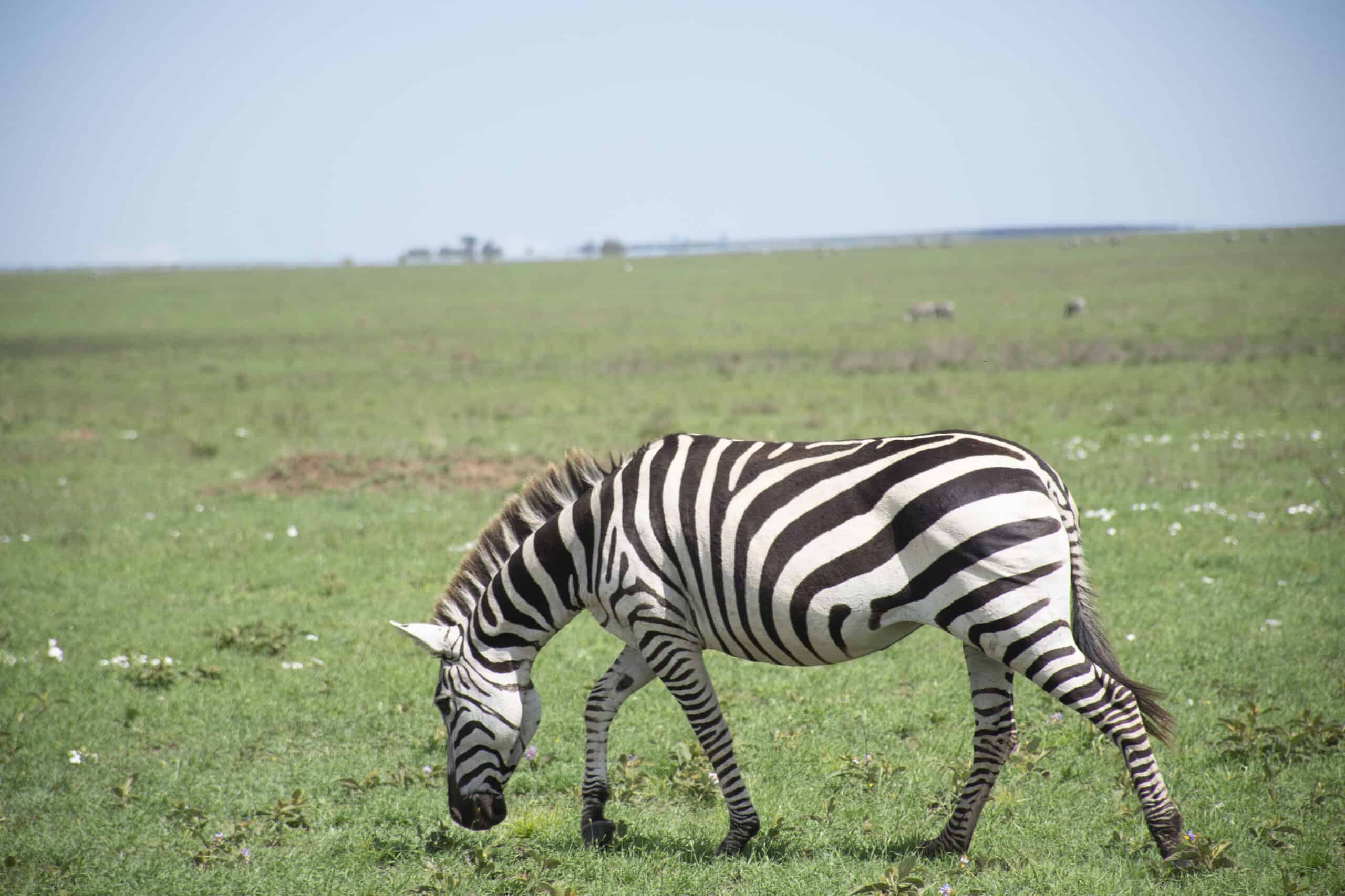 2days Tanzania Group Joining Sharing Safari Tour