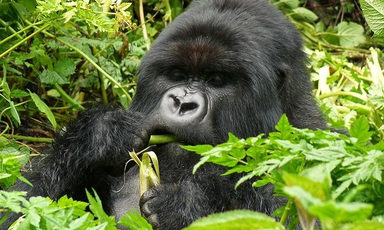 3 Days Gorilla Trekking Bwindi