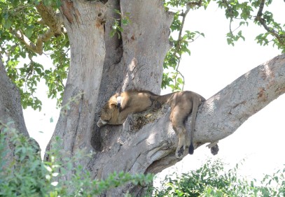 7 Days Uganda Wildlife Adventure