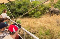 5-Day Kibale and Queen Elizabeth National Park Safari