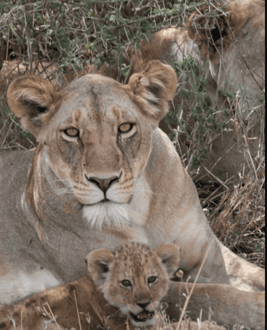 Lion With A Kid