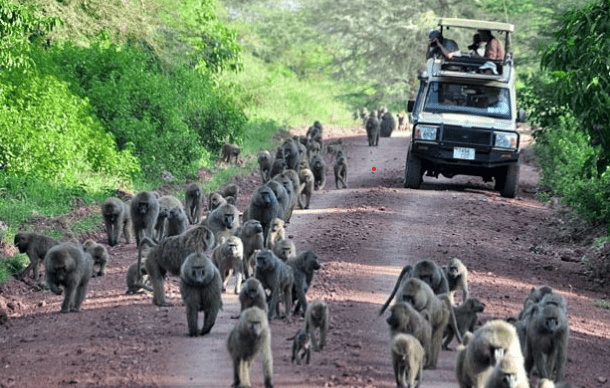 Monkeys On The Road