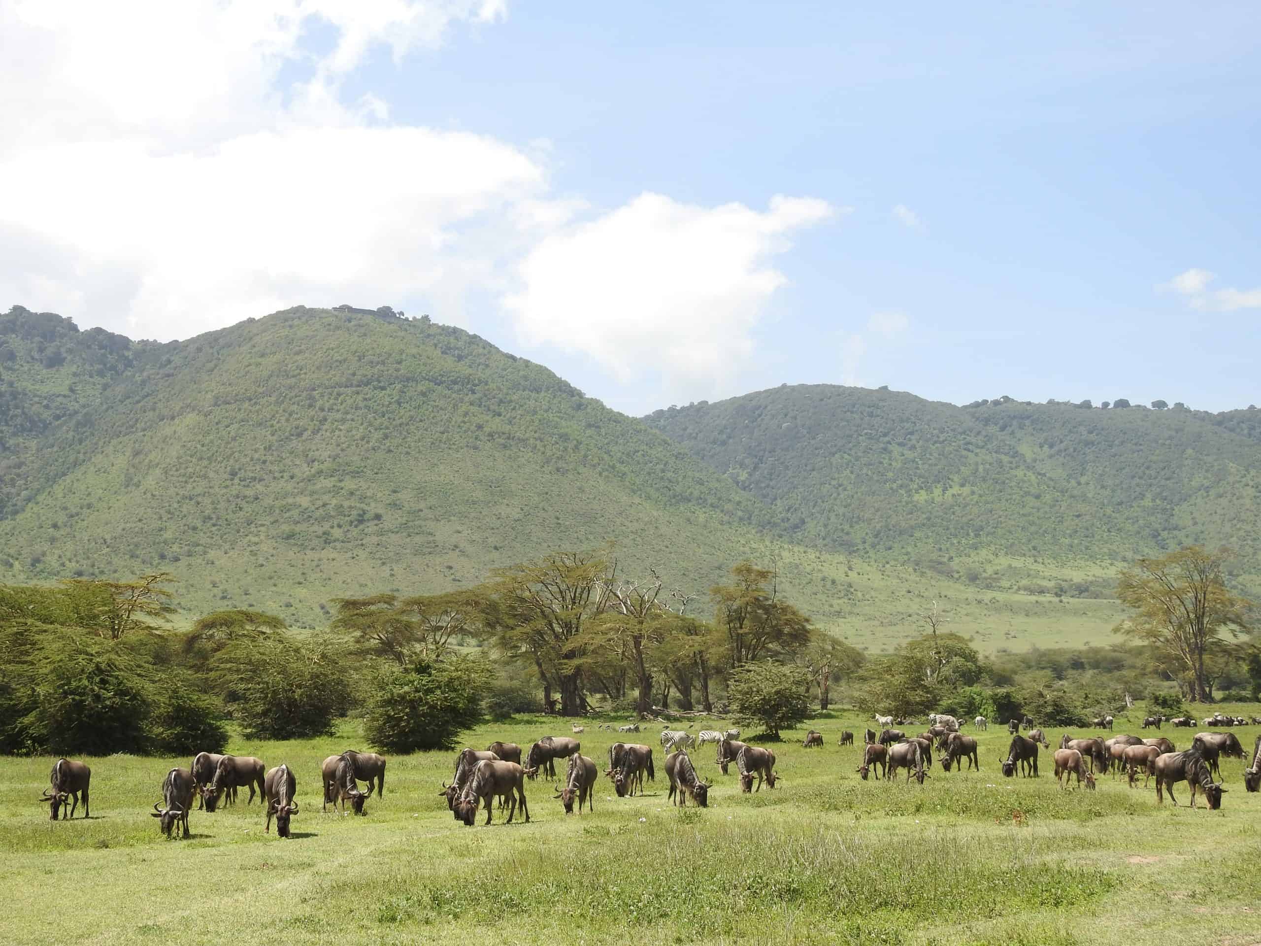 Ngorongoro Crater