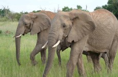 8 Days Amboseli, Naivasha, Lake Bogoria, Lake Nakuru & Masai Mara