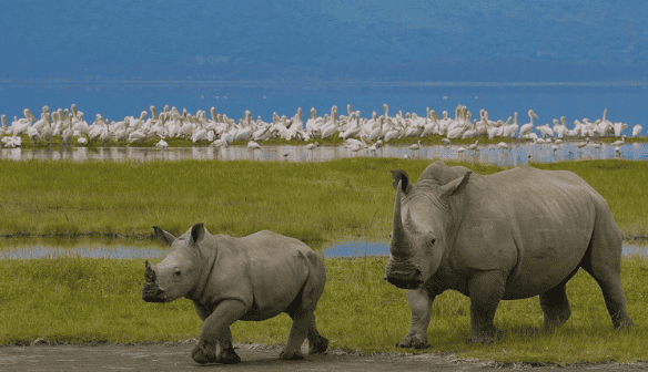 Rhinoceros On Crater Rim