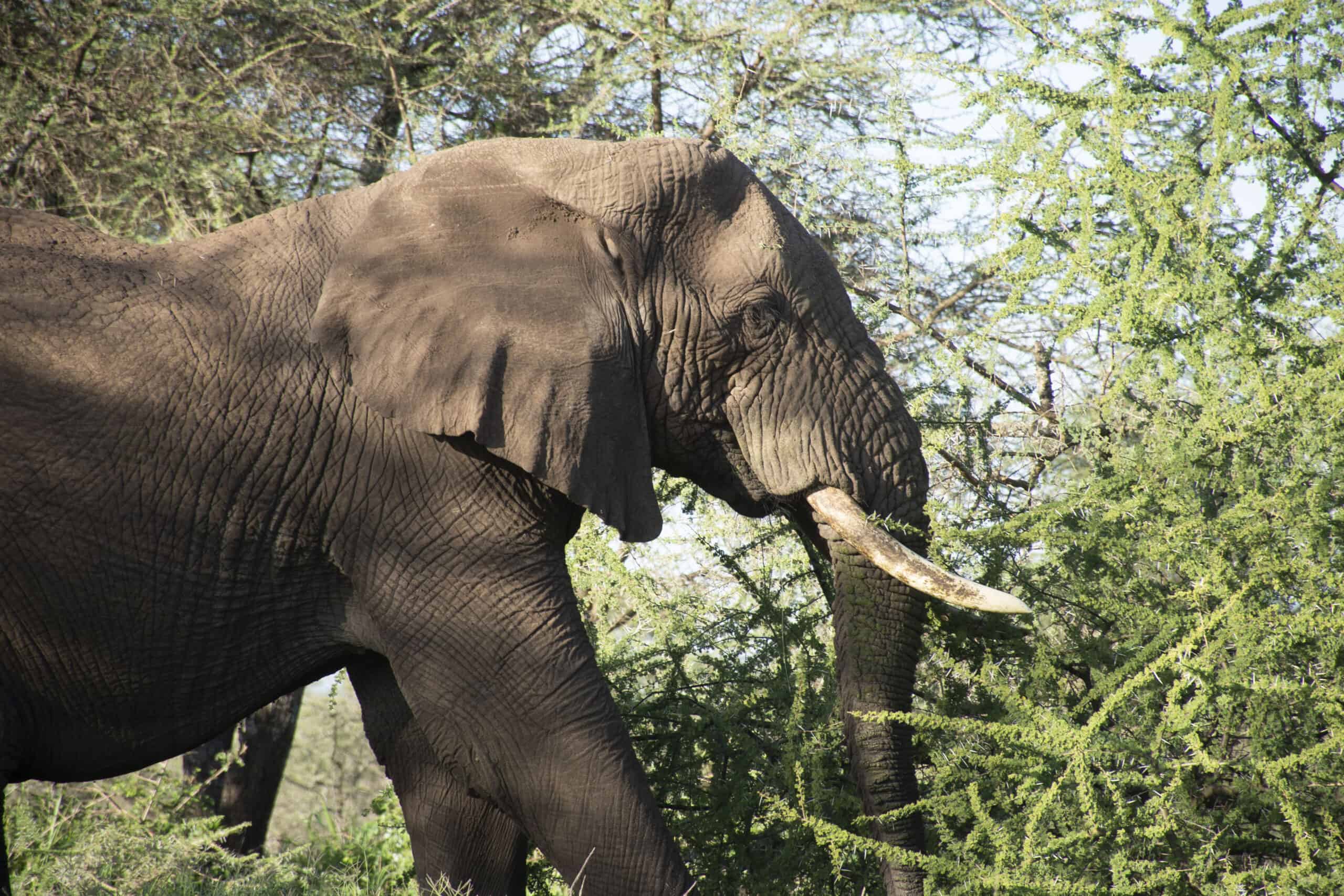Tanzania Safari Tour, 2 Days Tanzania Groupjoining Safari