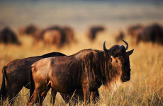 6 Days Migration Safari in June