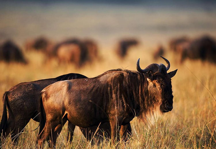 Wildebeest Migration