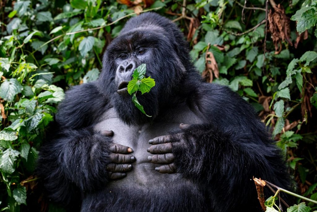 Gorilla 008 1024x683 1