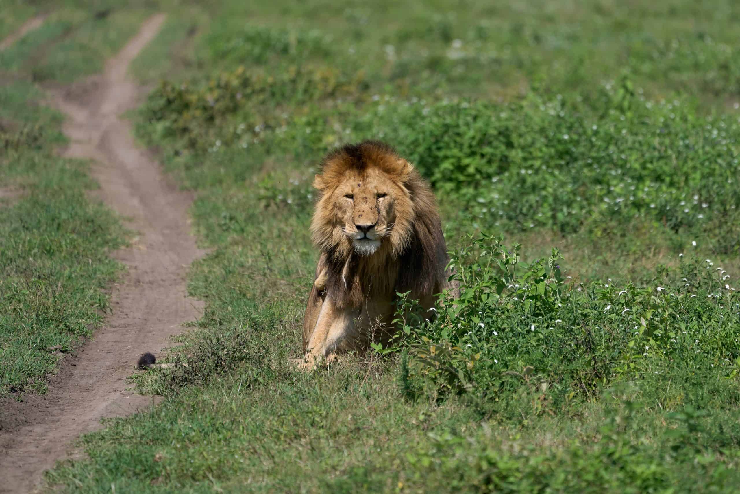2 Days Tanzania Safari tarangire National Park-ngorongoro crater