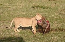 7 Days Samburu, Aberdares, Lake Nakuru & Masai Mara