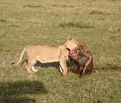 Lions2