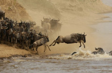 6 Days Serengeti Great Wildebeest Migration Safari