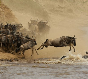 6 Days Serengeti Great Wildebeest Migration Safari