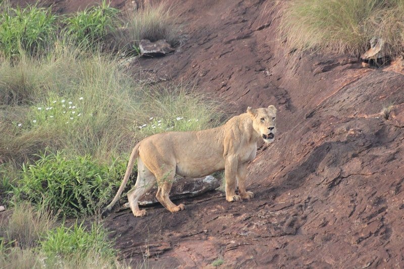 3 Days Tsavo East Tour