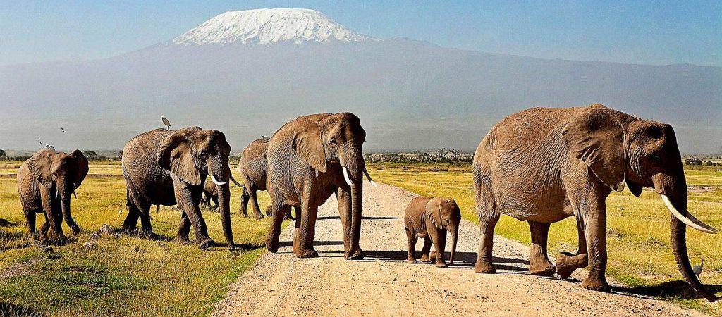 Amboseli National Park Elephants Amet Adventures Pic