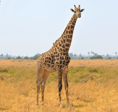 Bwabwata National Park