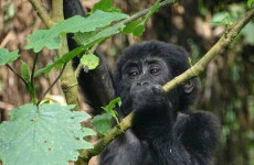 4 Days Gorilla Trekking Safari Uganda