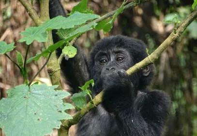 4 Days Gorilla Trekking Safari Uganda
