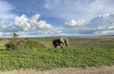 2-Day Tanzania Wildlife Safari