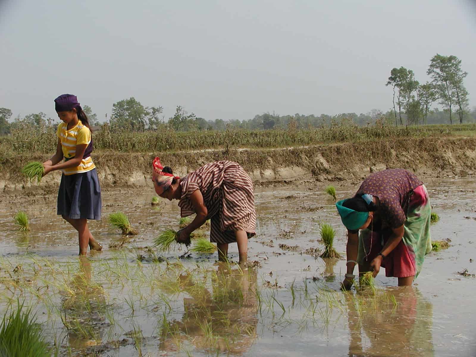 rice planting in Chitwan National park