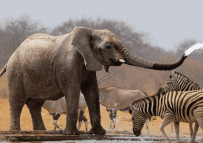 Savuti National Park