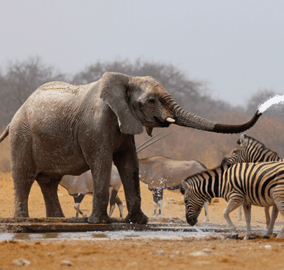 Savuti National Park