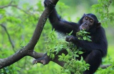 4 Days Chimpanzee Trekking Safari